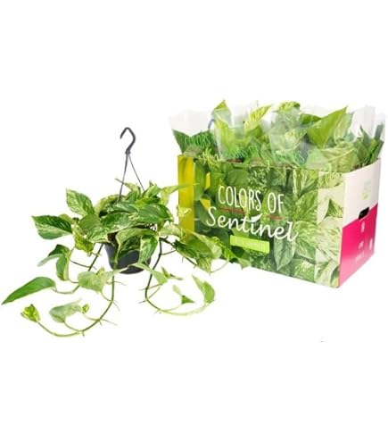 blumenerde für elefantenfuß Elefantenfuß Recurvata – vielgrün main image 0