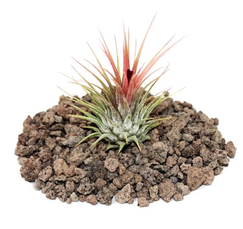 Tillandsia ionantha ionantha - lose Pflanze