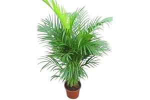 GARDEN MARKET PLACE Planta de interior - Planta para la casa o la oficina - Chrysalidocarpus lutescens Palmera Areca - Palmera mariposa - 1 metro