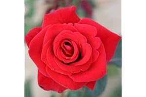 Peter Beales Roses UK Happy Ruby Wedding Bush Rose, 90cm, Ruby-Red Double Blooms, Fragrant