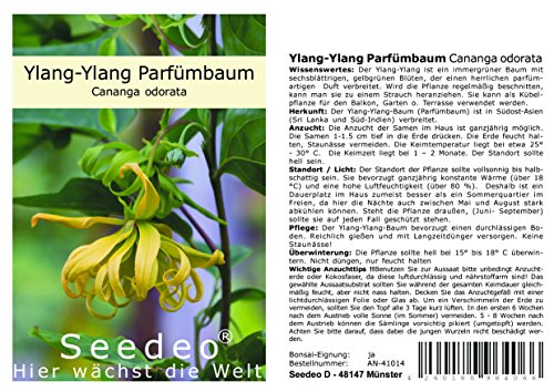 Seedeo Parfümbaum Ylang-Ylang (Cananga odorata) 20 Samen - 2