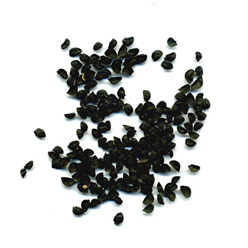 RIESEN LAUCH WEISS (Allium giganteum) – 30 Samen / Pack – Zierlauch – Winterhart – Riesenlauch - 3