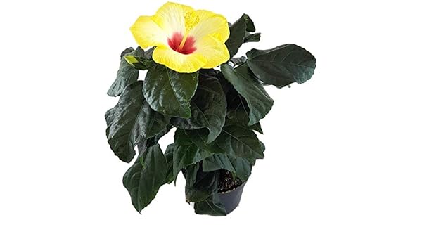 Hecken Straucher Fangblatt Der Rosen Eibich Ist Als Pflanze Fur Die Wohnung Die Hawaiblume Mit Gelben Hibiskus Yellow Red Eye Farbenfrohen Bluten Balkon Oder Terrasse Eine Absolute Augenweide Garten