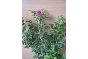 PLANTENWELT Hagebutte Rosa rugosa 30-40 cm hoch im 3 Liter Pflanzcontainer