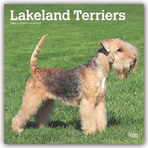 Lakeland Terriers 2020 18 Monatskalender Mit Freier Dogdays App Original Browntrout Kalender Mehrsprachig Kalender - 