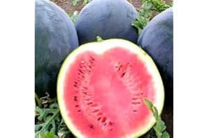 HAPPY GREEN SHOP Giant Black - Water Melon Sugar Baby - 40 Seeds + Plant tag + Freebie - Citrullus lanatus