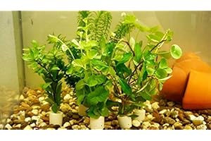 TUBIS-DE AQUA 5 Bund Kaltwasser-Set Aquariumpflanzen Wasserpflanzen 30 Stängel