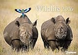 Wildlife 2016 by 