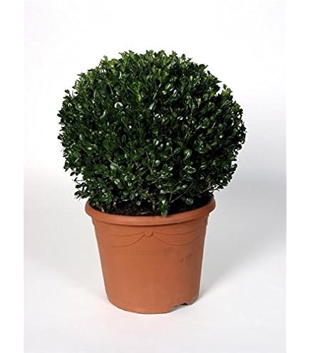 nemamix Nematoden-Mix fr 200m gegen Dickmaulrssler an Gehlzen wie  Kirschlorbeer, Rhododendron, Stauden, Buchsbaum, Taxus und Thuja (50 Mio.)  : Amazon.de: Garten