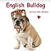 Produktbild English Bulldog . Hottest XXL-Models (Wall Calendar 2019 300 × 300 mm Square): Hot Bulldog Models in High Fashion (Monthly calendar, 14 pages ) (Calvendo Animals)
