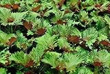 Semillas Seekay Perilla Bi Color - - Shiso - Japonés Albahaca - Aprox 340 Semillas - Vegetal/Hierba