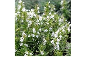 PLANTGENESIS Winter Savory/Satureja Montana/Culinary Herb/Garden Plant/Hardy Perennial / 500 Seeds