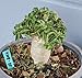 Produktbild Dorset Horn Adenium DHA selten saftig arabicum Khao Hin Zon KHZ by Farmerly