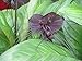 Produktbild 5 BAT FLOWER (Cats Whiskers / Devil Flower) Tacca Chantrieri Flower Seeds by Seedville