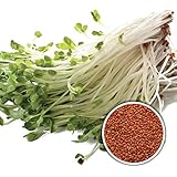 BIO Gartenkresse 1 kg Keimsaat Kresse - frische Saat - Kressesamen für die Sprossenzucht Mikrogrün Superfood Keimsprossen Kre