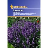 Lavendel, 'mehrjährig'