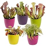 Swampworld Fleischfressende Pflanzen, 5er Set - 1x Venusfliegenfalle, 1x Sonnentau & 3x Schlauchpflanze - Inkl. 5x Feuchtigke
