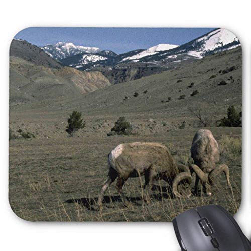 Preisvergleich Produktbild BGLKCS