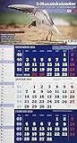 Mecklenburg-Vorpommern 2019 3-Monatskalender: Praktischer Monatsplaner mit meckl.-vorp. Kalendarium by 