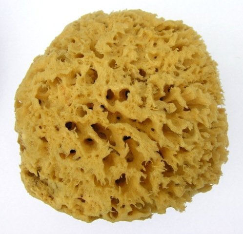 Unbleached Sea Sponge Soft Honeycomb 15.2-16.5cm, 6-6.5" inches