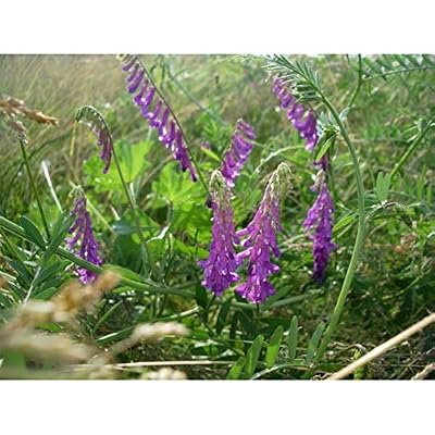 Vilmorin - Vesce Engrais Vert 500gr 100m2