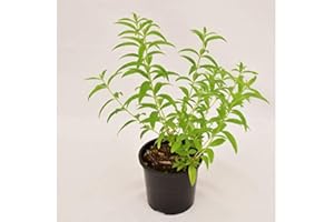 MONDOPIANTE Pianta Citronella Vaso 7cm