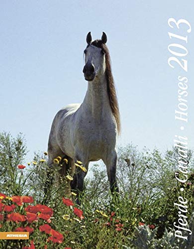 Pferde 2013