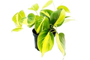 Exotenherz Philodendron scandens Brasil - Kletternder Baumfreund - zweifarbig - 12cm Topf