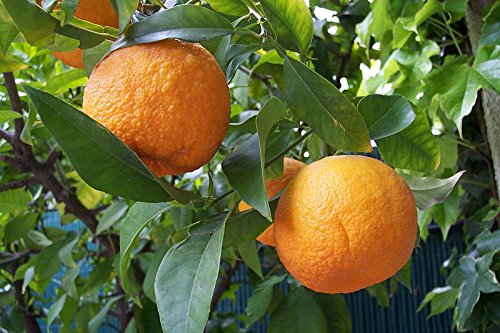 ★ ★ Winterharter Orangenbaum ★ ★ 5 Samen ''Citrus aurantium'' -Bitterorange- ★★ -25°C ★★