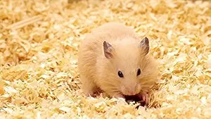 Sage Square Ideal Natural Paper Cotton Bedding, Wood Shaving for Hamster, Mice, Gerbil, Rabbit, Guinea Pig and Bird's Nest, (Random) (Wood Shaving, 300 Grm)