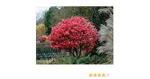 Rp Seeds Euonymus Alatus Winged Spindle Tree 20 Seeds Amazon Co Uk Garden Outdoors