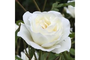 YOUGARDEN Harkness Roses 'Silver Wedding 25th Anniversary' ® Rose, 4 Litre Potted Rose, Ready to Plant