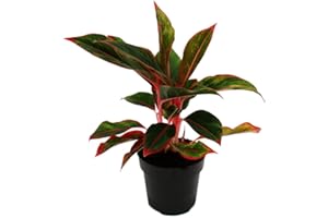 Exotenherz Aglaonema Jungle Red - Buntblättriger Kolbenfaden - Ausgefallene Sorten - 12cm - ca. 25-30cm hoch