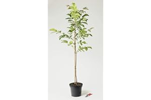 FLORANZA.DE Walnussbaum Juglans regia Containerware 80-100 cm
