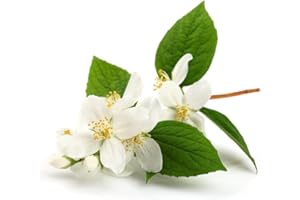 MUMDADANDBABY White Musk Fragrance Oil - 10ml Bottle - Concentrated for Candles, Soaps, Oil Burners, Wax Melts and Fragrance Sprays