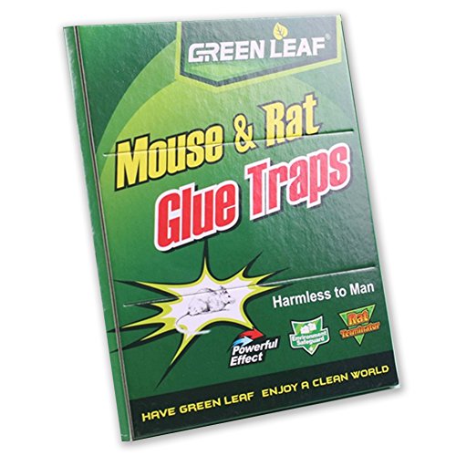 Green Leaf - Trampa de pegamento para ratas y ratones (34 x 22 cm), respeta el medio ambiente, sin peligro para el ser humano.