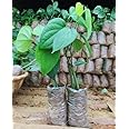 Black pepper plant,plant for black pepper (Pack of 1)