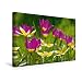 Produktbild Calvendo Premium Textil-Leinwand 45 cm x 30 cm Quer, Wildtulpen | Wandbild, Bild auf Keilrahmen, Fertigbild auf Echter Leinwand, Leinwanddruck: Liebenswerte Frühlingsboten Natur Natur