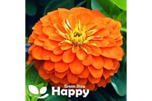 HAPPY GREEN SHOP Giant Zinnia Dahlia Orange King - 260 Seeds