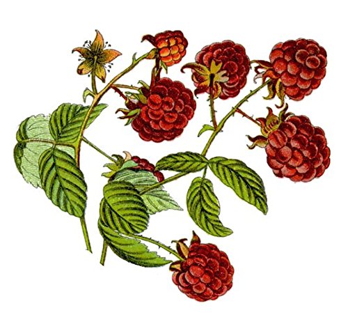 Himbeerblätter, geschnitten, 100g – Rubus idaeus – 100% sortenreines Premium-Produkt, naturbelassen und ohne Zusätze. - 2