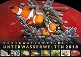 Unterwasserwelten 2018: Underwater Worlds 2018 by 