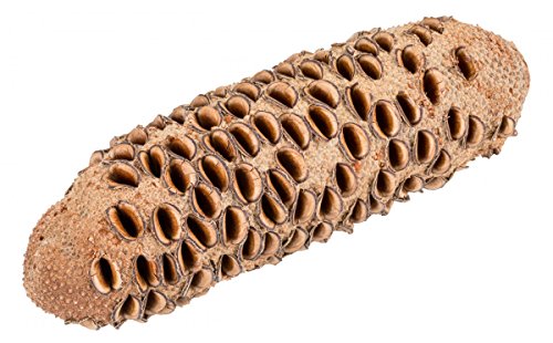 NaDeco® Banksia Grandis Zapfen ab 21 cm | Banksia Zapfen zum drechseln | Große Banksia Zapfen | australische Banksia Zapfen