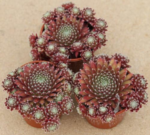 3 x Sempervivum Hens & Chicks Mother Plant In 9cm Pot Ready For Taking Cuttings