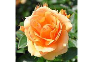 Beetrose „Hansestadt Rostock®“ - apricotfarben blühende ADR-Topfrose im 5 L Topf - frisch aus der Gärtnerei - Pflanzen-Kölle Gartenrose