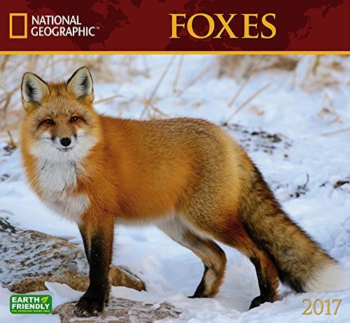 National Geographic Foxes 2017 Wall Calendar by National Geographic Society (2016-08-01)
