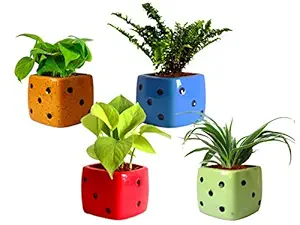 Rolling Nature Combo of 4 Air Purifying Live Money Plant, Golden Pothos, Green Fern, Spider Plant in Dice Ceramic Pots