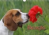 Beagle (Wandkalender 2018 DIN A4 quer): Liebenswerte Schlappohren (Monatskalender, 14 Seiten ) (CALVENDO Tiere) [Kalender] [Apr 01, 2017] / Antje Lindert-Rottke + Martina Berg, Pferdografen.de by 