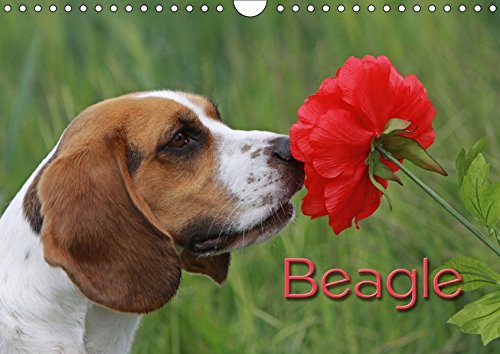 Beagle (Wandkalender 2018 DIN A4 quer): Liebenswerte Schlappohren (Monatskalender, 14 Seiten ) (CALVENDO Tiere) [Kalender] [Apr 01, 2017] / Antje Lindert-Rottke + Martina Berg, Pferdografen.de