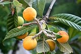 semillas nispero germinar Eriobotrya japonica, comúnmente llamado níspero japonés,  nisperero del Japón o simplemente níspero es un árbol frutal perenne de la familia Rosaceae. Árbol perennifolio de hasta diez metros de altura, (usualmente 6-8 m), copa redondeada, tronco corto de corteza gris y poco fisurada, ramas jóvenes de color pardo claro con pubescencia. Las hojas, de 10 a 30 cm de longitud por 5-10 cm de anchura.