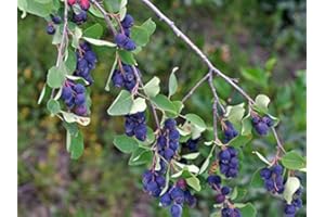 PRGN 1 PIANTA DI AMELANCHIER ALNIFOLIA O BACCA DEI PICCIONI